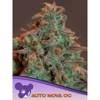 Anesia Seeds - Auto Nova OG | Autoflowering mag | 10 mag