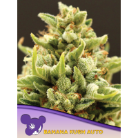 Anesia Seeds - Banana Kush Auto | Autoflowering mag | 10 mag - Anesia Seeds Automaták - Anesia kender vetőmag - Seed Diskont - Hanfsamen Shop