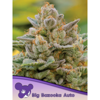 Anesia Seeds - Big Bazooka Auto – New Generation 2018 | Autoflowering seed | 10 pieces