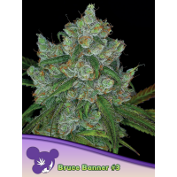 Anesia Seeds - Bruce Banner #3 | Feminized seed | 3 pieces