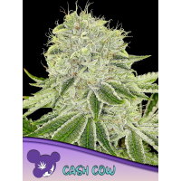 Anesia Seeds - Cash Cow | Feminized seed | 10 pieces