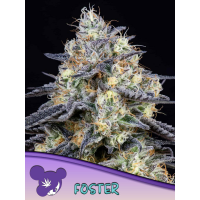 Anesia Seeds - Foster | Feminized seed | 3 pieces - Anesia Seeds Feminized - Anesia Seeds - Seed Diskont - Hanfsamen Shop