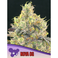 Anesia Seeds - Nova OG | Feminizált mag | 10 mag - Anesia Seeds Feminzált - Anesia kender vetőmag - Seed Diskont - Hanfsamen Shop