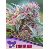 Anesia Seeds - Panama Red, Landraces | Feminizált mag | 10 mag - Anesia Seeds Feminzált - Anesia kender vetőmag - Seed Diskont - Hanfsamen Shop