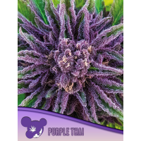 Anesia Seeds - Purple Thai, Landraces | Feminized seed | 10 pieces
