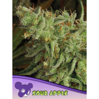 Anesia Seeds - Sour Apple | Feminized seed | 10 pieces
