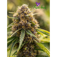 Anesia Seeds - True Gold OG | Feminized seed | 10 pieces