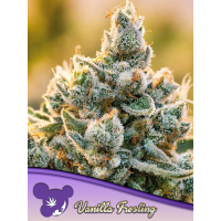 Anesia Seeds - Vanilla Frosting | Feminized seed | 10 pieces