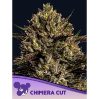 Anesia Seeds-Chimera Cut