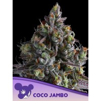 Anesia Seeds-Coco Jambo