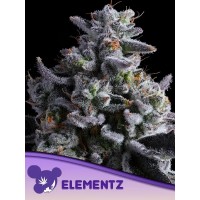 Anesia Seeds-Elementz