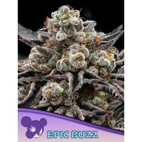 Anesia Seeds-EPIC BUZZ