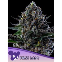 Anesia Seeds-First Lady 