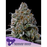 Anesia Seeds-Fryday Boof 