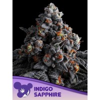 Anesia Seeds-Indigo Sapphire