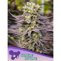 Anesia Seeds-Oracle Octane