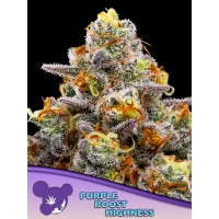 Anesia Seeds-Purple Boost Highness