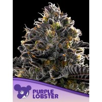 Anesia Seeds-Purple Lobster