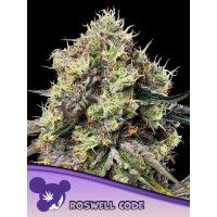 Anesia Seeds-Roswell Code