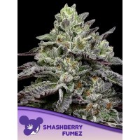 Anesia Seeds-Smashberry Fumez