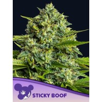 Anesia Seeds-Sticky Boof