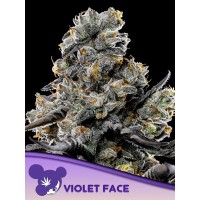 Anesia Seeds-Violet Face