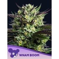 Anesia Seeds-WHAM BOOM