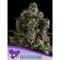 Anesia Seeds-Zoomiez