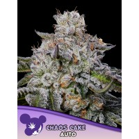 Anesia Seeds-Chaos Cake Auto