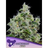 Anesia Seeds-Dankberry Auto