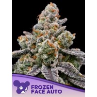 Anesia Seeds-Frozen Face Auto