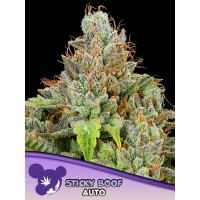 Anesia Seeds-Sticky Boof Auto