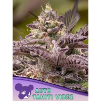 Anesia Seeds-Tahiti Vibez Auto