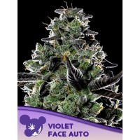 Anesia Seeds-Violet Face Auto