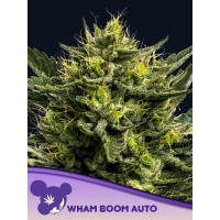 Anesia Seeds-WHAM BOOM Auto