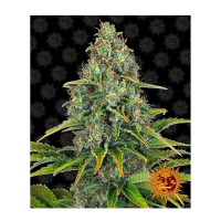 Barney's Farm - Blueberry Cheese | Autoflowering seed | 10 pieces