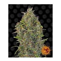 Barney's Farm - Critical Kush | Autoflowering seed | 10 pieces