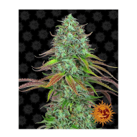 Barney's Farm - LSD | Autoflowering seed | 10 pieces