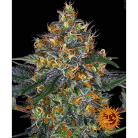 Barney's Farm - Moby Dick | Autoflowering seed | 10 pieces