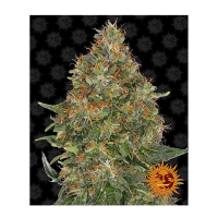 Barney's Farm - Pineapple Express | Autoflowering seed | 10 pieces