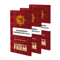 Barney's Farm - Strawberry Cheescake | Autoflowering seed | 10 pieces