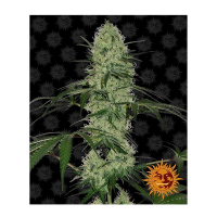 Barneys Farm - Tangerine Dream | Autoflowering seed | 3 pieces - Barneys Farm Autoflowering - Barneys Farm - Seed Diskont - Hanfsamen Shop