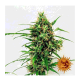 Barneys Farm - Critical Kush | Autoflowering seed | 3 pieces - Barneys Farm Autoflowering - Barneys Farm - Seed Diskont - Hanfsamen Shop
