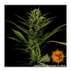 Barneys Farm - Glue Gelato | Autoflowering seed | 3 pieces - Barneys Farm Autoflowering - Barneys Farm - Seed Diskont - Hanfsamen Shop