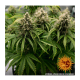 Barneys Farm - LSD | Autoflowering seed | 3 pieces - Barneys Farm Autoflowering - Barneys Farm - Seed Diskont - Hanfsamen Shop