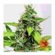 Barneys Farm - LSD | Autoflowering seed | 5 pieces - Barneys Farm Autoflowering - Barneys Farm - Seed Diskont - Hanfsamen Shop
