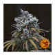 Barneys Farm - LSD | Autoflowering seed | 5 pieces - Barneys Farm Autoflowering - Barneys Farm - Seed Diskont - Hanfsamen Shop