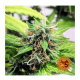 Barneys Farm - LSD | Autoflowering seed | 10 pieces - Barneys Farm Autoflowering - Barneys Farm - Seed Diskont - Hanfsamen Shop