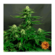 Barney's Farm - Orange Sherbert (Feminized) cannabis seeds