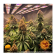 Barney's Farm - Orange Sherbert (Feminized) cannabis seeds